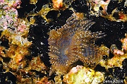 Bispira sp Bispire-Cap Vert Sans Ancre-4m-20150405-Denis-ADER-DSC_9288_tn